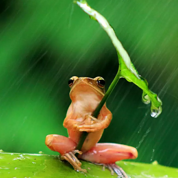 frog umbrella insurance